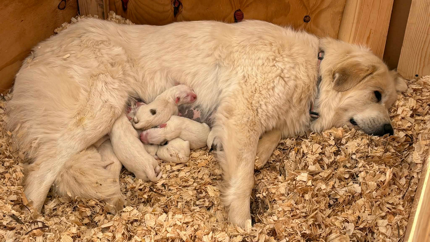 Great Pyrenees Livestock Guardian Puppy Deposit